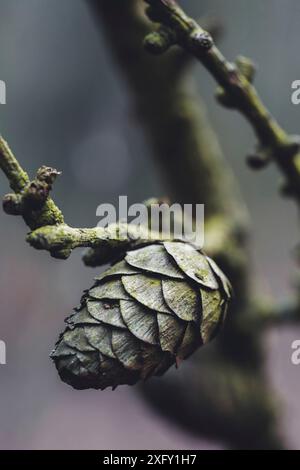 Lärchenkegel auf einem Ast, Nahaufnahme im Wald Stockfoto