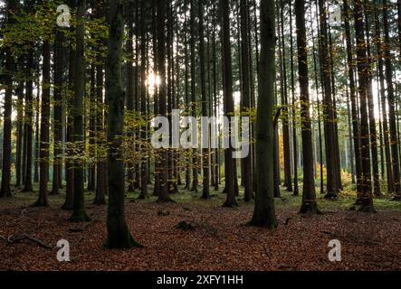 Waldlandschaft in der Lüneburger Heide in Niedersachsen Stockfoto