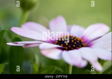 Rosa cape Korb, Makroaufnahme im Blumengarten Stockfoto