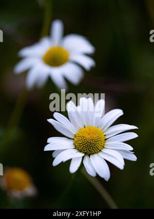 Weiße Gänseblümchen, Nahaufnahme im Blumengarten Stockfoto