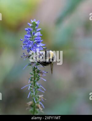 Hummel sammelt Nektar auf einem speedwell mit Stacheln oder Loosestrife mit Stacheln, Makrofotos im Blumengarten Stockfoto