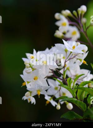 Jasminblühender Nachtschatten, Nahaufnahme im Blumengarten Stockfoto