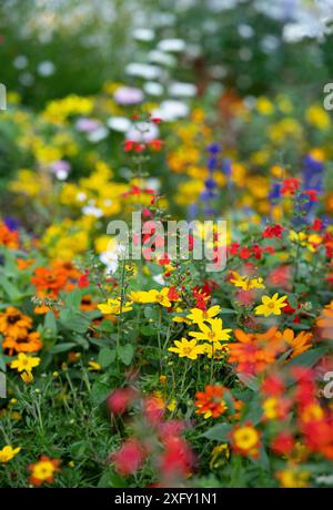 Buntes Blumenbeet mit verschiedenen Arten von Blumen, Foto im Blumengarten Stockfoto