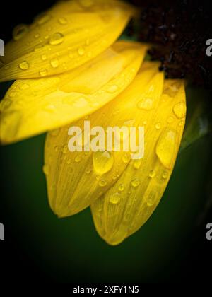 Regentropfen auf einer Sonnenblume, Makroaufnahme im Blumengarten Stockfoto
