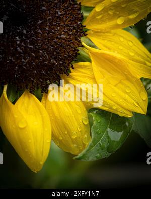 Regentropfen auf einer Sonnenblume, Makroaufnahme im Blumengarten Stockfoto