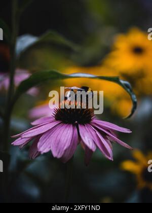 Hummel sammelt Nektar auf einem lila Koneflor, Nahaufnahme im Blumengarten Stockfoto