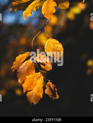 Herbstfarbene Buchenblätter hängen an einem Zweig, Nahaufnahme in der Natur Stockfoto