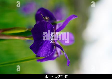 Sibirische Iris oder blaue Iris, Nahaufnahme im Blumengarten Stockfoto