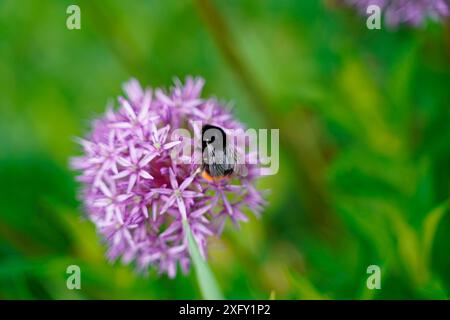 Hummel sammelt Nektar auf einem Sternkugel Lauch oder Gartenkugel Lauch, Makrofoto im Blumengarten Stockfoto