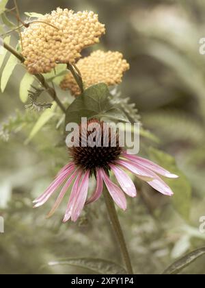 Violette oder rote Ceflower, Nahaufnahme im Blumengarten Stockfoto