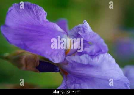 Helle Iris, Makroaufnahme im Blumengarten Stockfoto