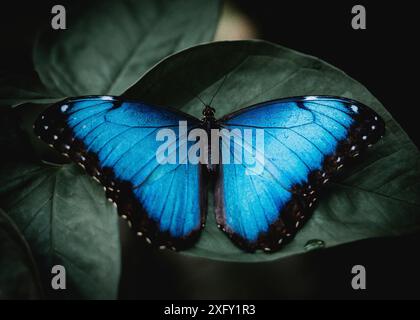 Blauer Morpho-Schmetterling, Himmelschmetterling oder Morpho-Peleides, Makrofoto eines Schmetterlings in einem Schmetterlingspark Stockfoto