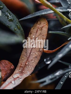 Herbstliches, von Regentropfen getränktes Blatt liegt zwischen noch grünen Blättern, Makroaufnahme im Blumengarten Stockfoto