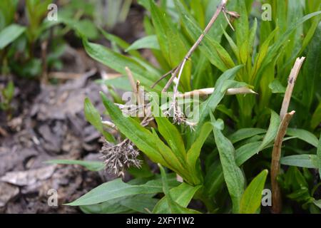 Schöne und ungewöhnliche Natur, Pflanzen, Frühlingsblumen. Junge große Phloxsträucher mit kleinen Blättern, die im Frühjahr wachsen. Stockfoto