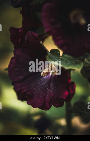 Dunkelroter gewöhnlicher Hollyhock, Makroaufnahme im Blumengarten Stockfoto