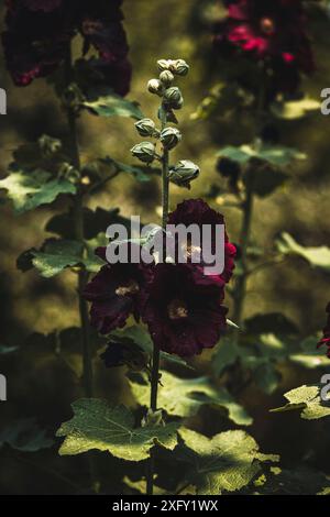 Dunkelroter gewöhnlicher Hollyhock, Nahaufnahme im Blumengarten Stockfoto