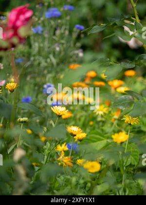 Gelbe Ringelblumen mit blauen Kornblumen im Blumenbeet Stockfoto