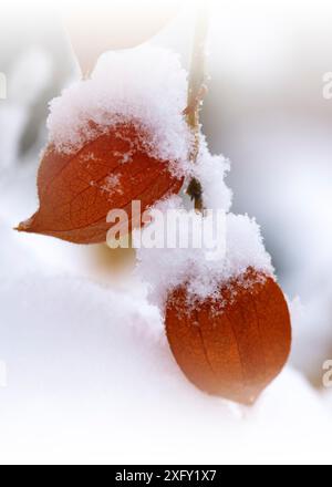 Schneebedeckte rote Physalis oder jüdische Kirsche, Makroaufnahme im Garten Stockfoto