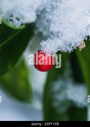 Schneebedeckte Hagebutte hängt noch am Ast vor den noch grünen Blättern der Hunderose, Makroaufnahme im Garten Stockfoto