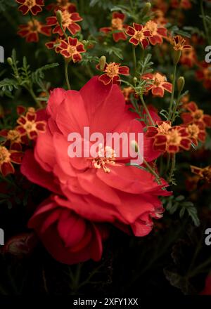 Rote tuberöse Begonien inmitten von schmalblättrigen Ringelblumen, Nahaufnahme im Blumengarten Stockfoto