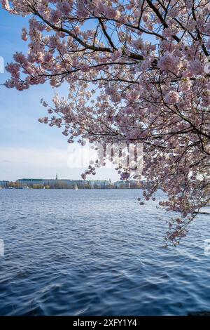 Japanische Kirschblüten auf der Hamburger Außenalster fahren Boote über den See Stockfoto