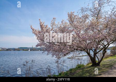 Japanische Kirschblüten auf der Hamburger Außenalster fahren Boote über den See Stockfoto