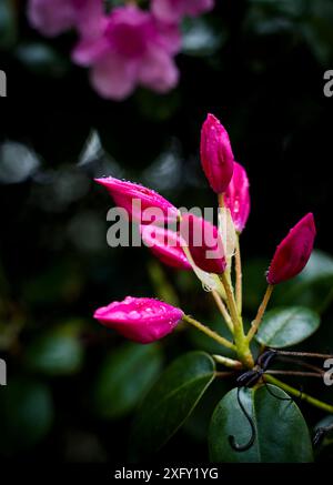 Rosafarbene Knospe eines Rhododendrons, durchnässt von Regentropfen, Nahaufnahme im Blumengarten Stockfoto