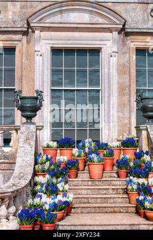 Blumentöpfe. Hyazinthen auf den Stufen nach Kingston Lacey, National Trust Country House, Wimborne Minster, Dorset, England, Großbritannien Stockfoto