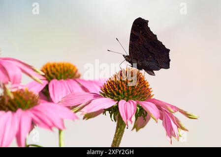 Pfau Schmetterling Fütterung mit Blütennektar von Echinacea Blume ( Aglais io ) Stockfoto