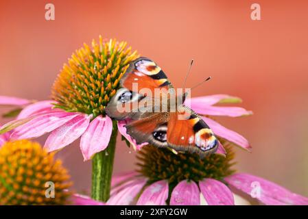 Pfau Schmetterling Fütterung mit Blütennektar von Echinacea Blume ( Aglais io ) Stockfoto