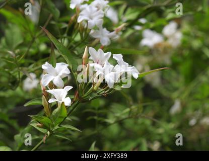 Eine Nahaufnahme des gewöhnlichen weißen Jasmin, Jasminum officinale. Stockfoto