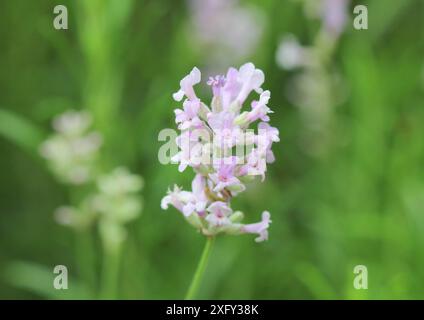 Eine Nahaufnahme des rosa Lavendels, Lavandula angustifolia „Rosea“ Stockfoto