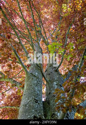 Schöne Kupferbuche (Fagus sylvatica f. purpurea) im Höhenrieder Park, Bernried, Bayern, Deutschland, Europa Stockfoto