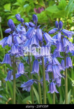 Atlantische Blauglocken (Hyacinthoides non-scripta), auch bekannt als englische Blauglocken, im Frühjahr Stockfoto