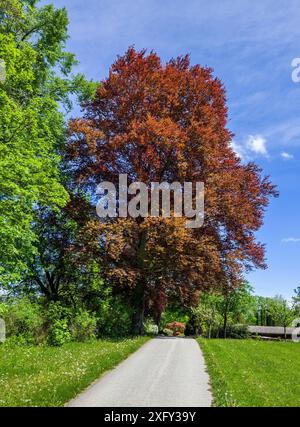 Schöne Kupferbuche (Fagus sylvatica f. purpurea) im Höhenrieder Park, Bernried, Bayern, Deutschland, Europa Stockfoto