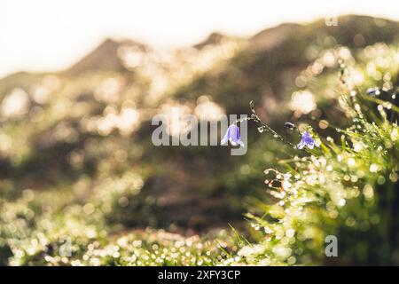 Tautropfen im Licht der Morgensonne im Naturpark Dörnberg, Landkreis Kassel, Hessen Stockfoto