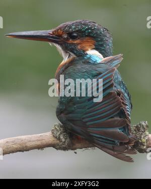 PURFLEET, Vereinigtes Königreich, 03. JULI: Kingfisher im RSPB Rainham Marshes Nature Reserve, Purfleet, Essex - 03. Juli 2024. Stockfoto