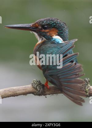 PURFLEET, Vereinigtes Königreich, 03. JULI: Kingfisher im RSPB Rainham Marshes Nature Reserve, Purfleet, Essex - 03. Juli 2024. Stockfoto