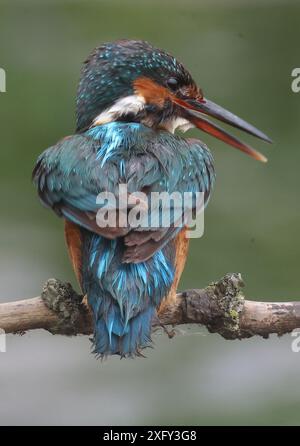 PURFLEET, Vereinigtes Königreich, 03. JULI: Weibliche Eisvogel im RSPB Rainham Marshes Nature Reserve, Purfleet, Essex - 03. Juli 2024. Stockfoto