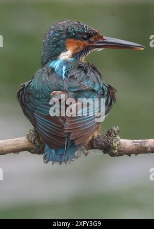 PURFLEET, Vereinigtes Königreich, 03. JULI: Weibliche Eisvogel im RSPB Rainham Marshes Nature Reserve, Purfleet, Essex - 03. Juli 2024. Stockfoto