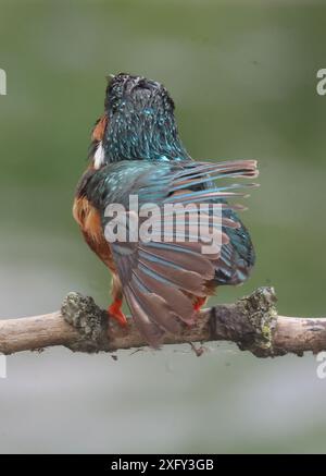 PURFLEET, Vereinigtes Königreich, 03. JULI: Kingfisher im RSPB Rainham Marshes Nature Reserve, Purfleet, Essex - 03. Juli 2024. Stockfoto