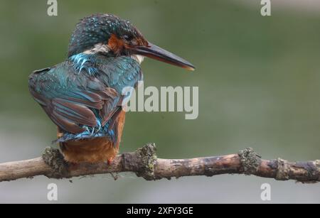 PURFLEET, Vereinigtes Königreich, 03. JULI: Kingfisher im RSPB Rainham Marshes Nature Reserve, Purfleet, Essex - 03. Juli 2024. Stockfoto