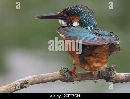 PURFLEET, Vereinigtes Königreich, 03. JULI: Kingfisher im RSPB Rainham Marshes Nature Reserve, Purfleet, Essex - 03. Juli 2024. Stockfoto