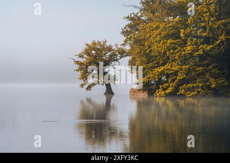 Einstiegspunkt für Taucher, genannt Tauchbaum, am Edersee im Morgennebel. Bezirk Waldeck-Frankenberg, Hessen, Deutschland. Stockfoto