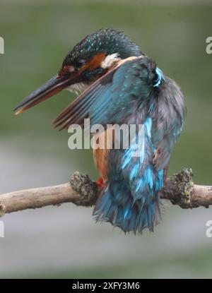 PURFLEET, Vereinigtes Königreich, 03. JULI: Kingfisher im RSPB Rainham Marshes Nature Reserve, Purfleet, Essex - 03. Juli 2024. Stockfoto