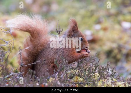 Red Squirll (Sciurus vulgaris) Nahporträt mit Hazelnut, Perthshire, Schottland, Großbritannien Stockfoto