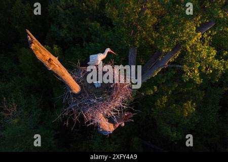 Von oben nach unten auf das Nest des Weißstorchvogels mit Nistlingen bei Sonnenaufgang mit warmem Licht, das auf einem Baum nistet. Wildtiere in freier Wildbahn Stockfoto