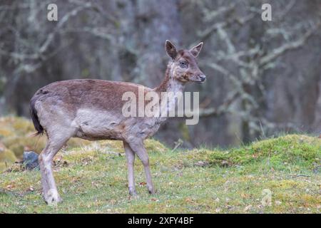 Rotwild [ Cervus elaphus ] in Moult, Perthshire, Schottland, Vereinigtes Königreich Stockfoto