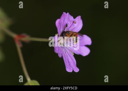 Schmalflügelbiene mit Larven (Triungulinen) des schwarzblauen Ölkäfers (Meloe proscarabaeus), Maiwurm, auf Pyrenäenkranesbill (Geranium pyrenaicum) Stockfoto