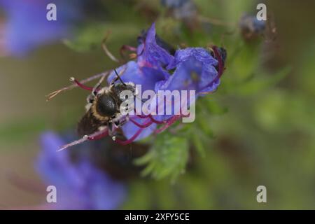 Weibchen der Viperenbugloss-freimaurerbiene (Osmia adunca, Hoplitis adunca) auf gewöhnlichem Viperenbugloss (Echium vulgare) Stockfoto